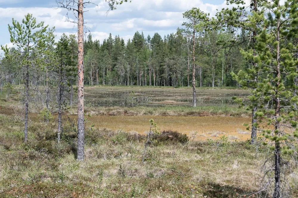 Einzelne Föhren am Rand des Moors, im Hintergrund ein Tümpel und dichter Wald
