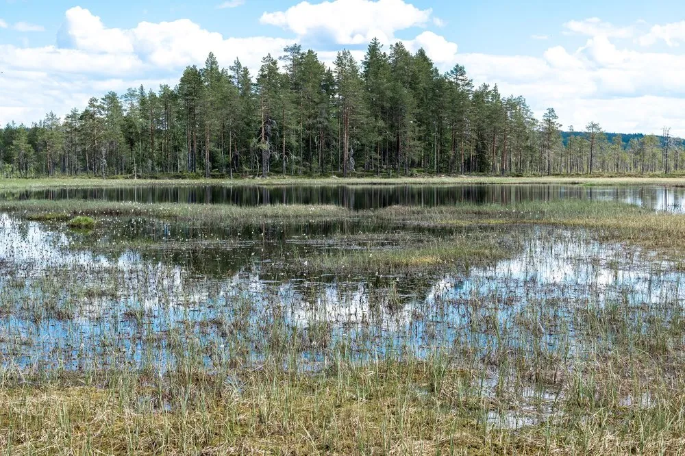 Wasserfläche im Moor mit Gräsern im Vordergrund und Nadelwald am gegenüberliegenden Ufer