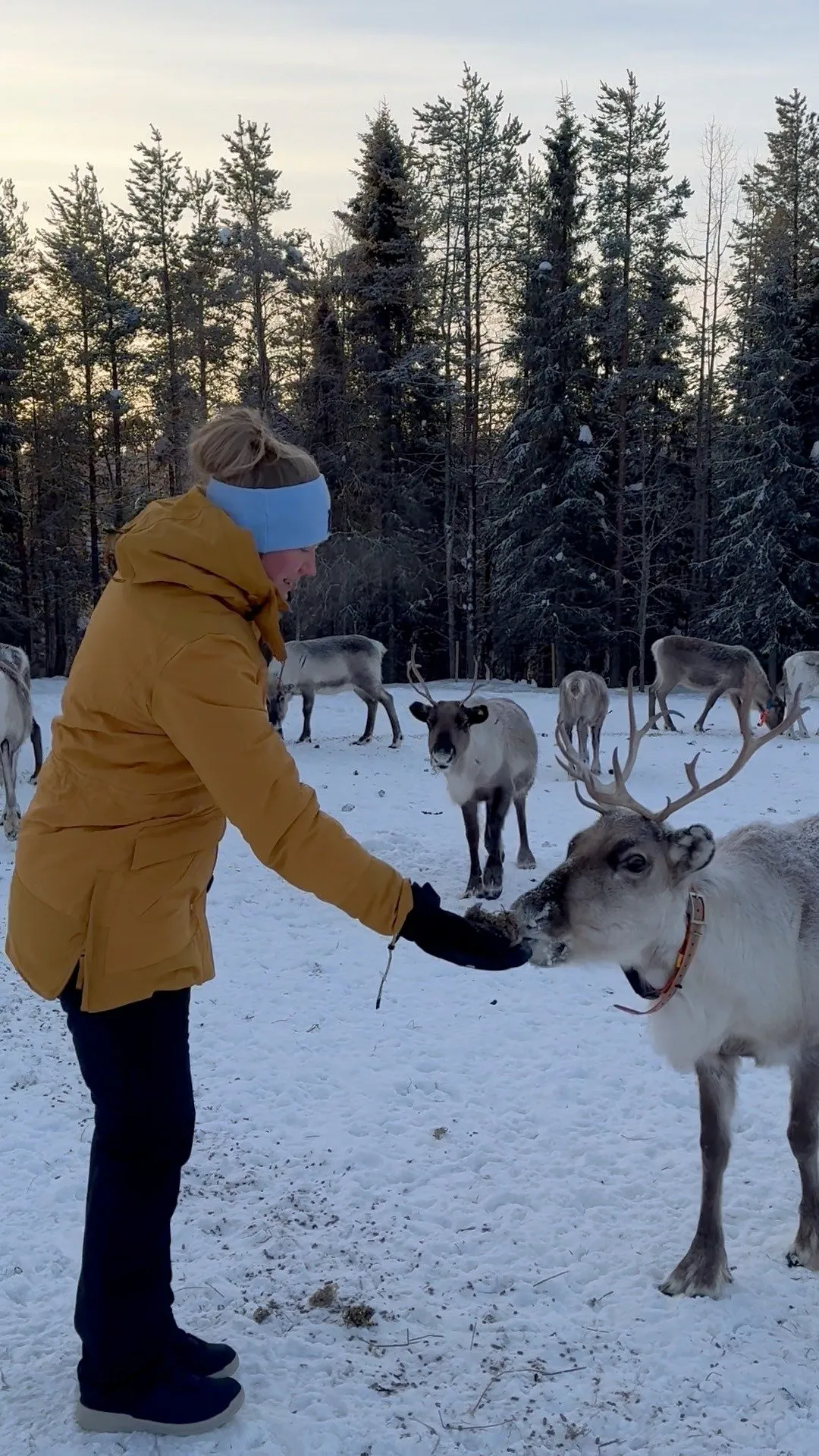 Rentierfarm & Riisitunturi Nationalpark