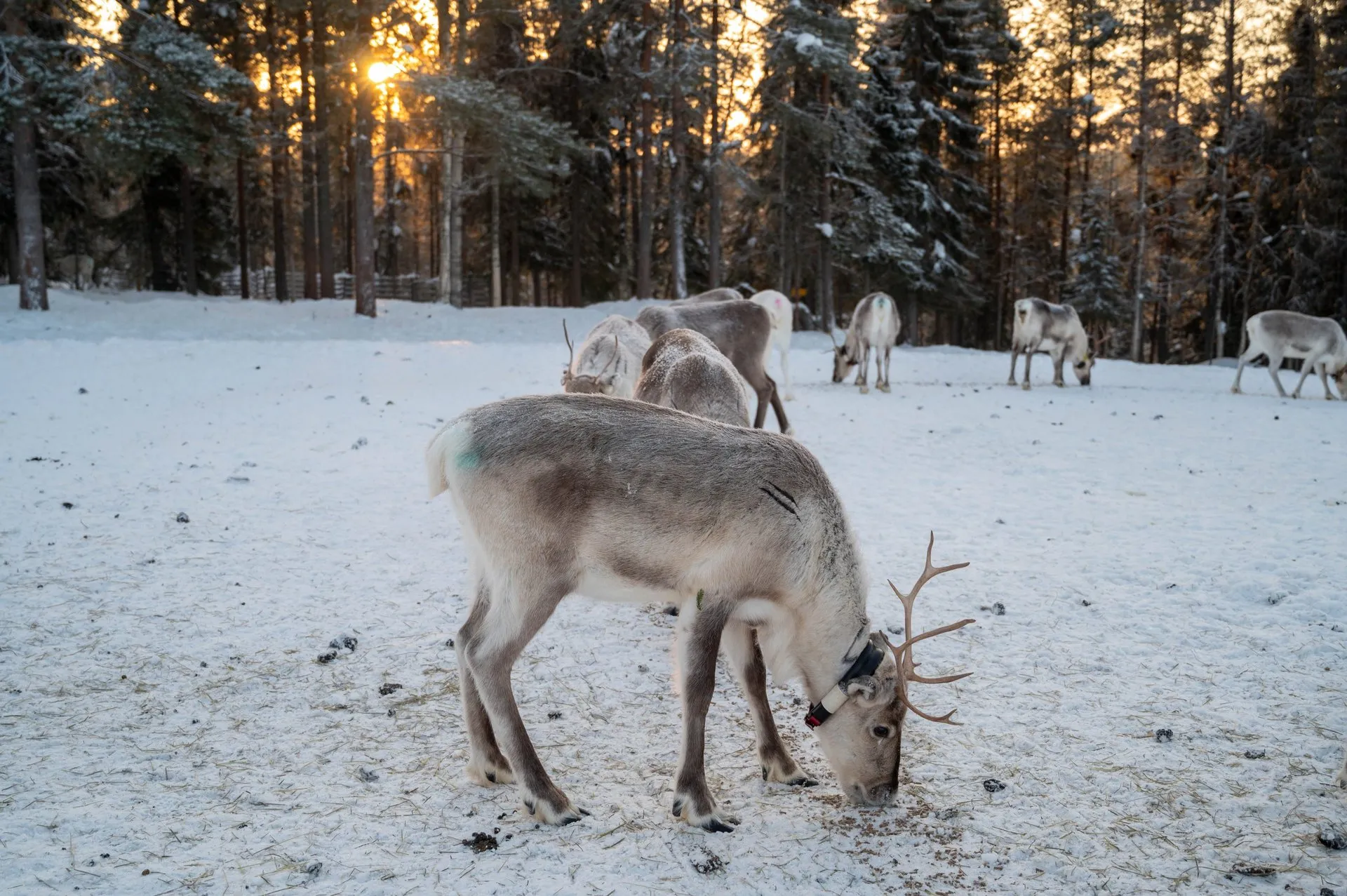 Rentierfarm & Riisitunturi Nationalpark. Bild 3