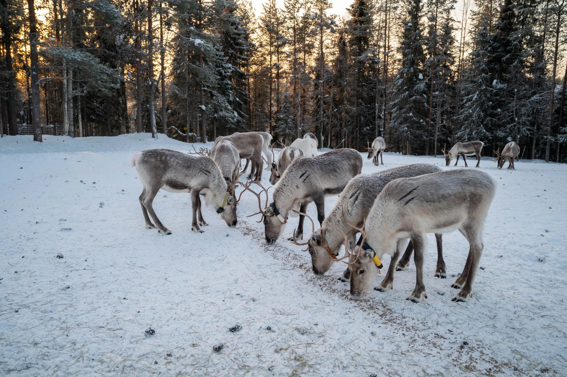 Rentierfarm & Riisitunturi Nationalpark. Bild 6
