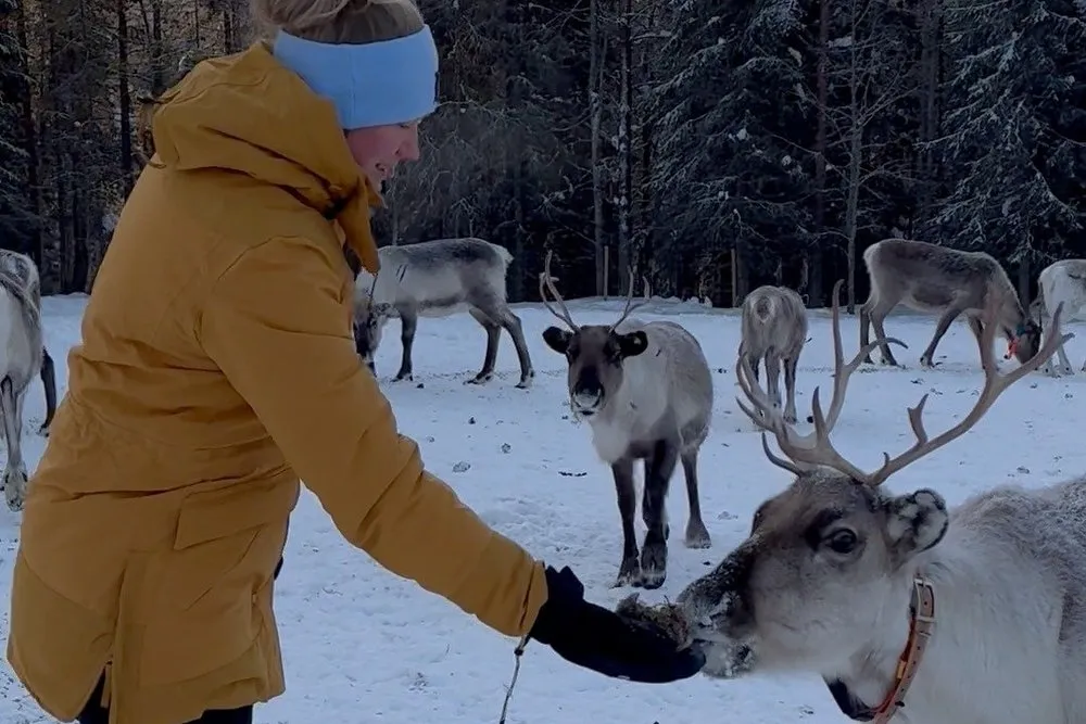 Annina füttert ein Rentier aus der Hand, dahinter die Herde im Schnee