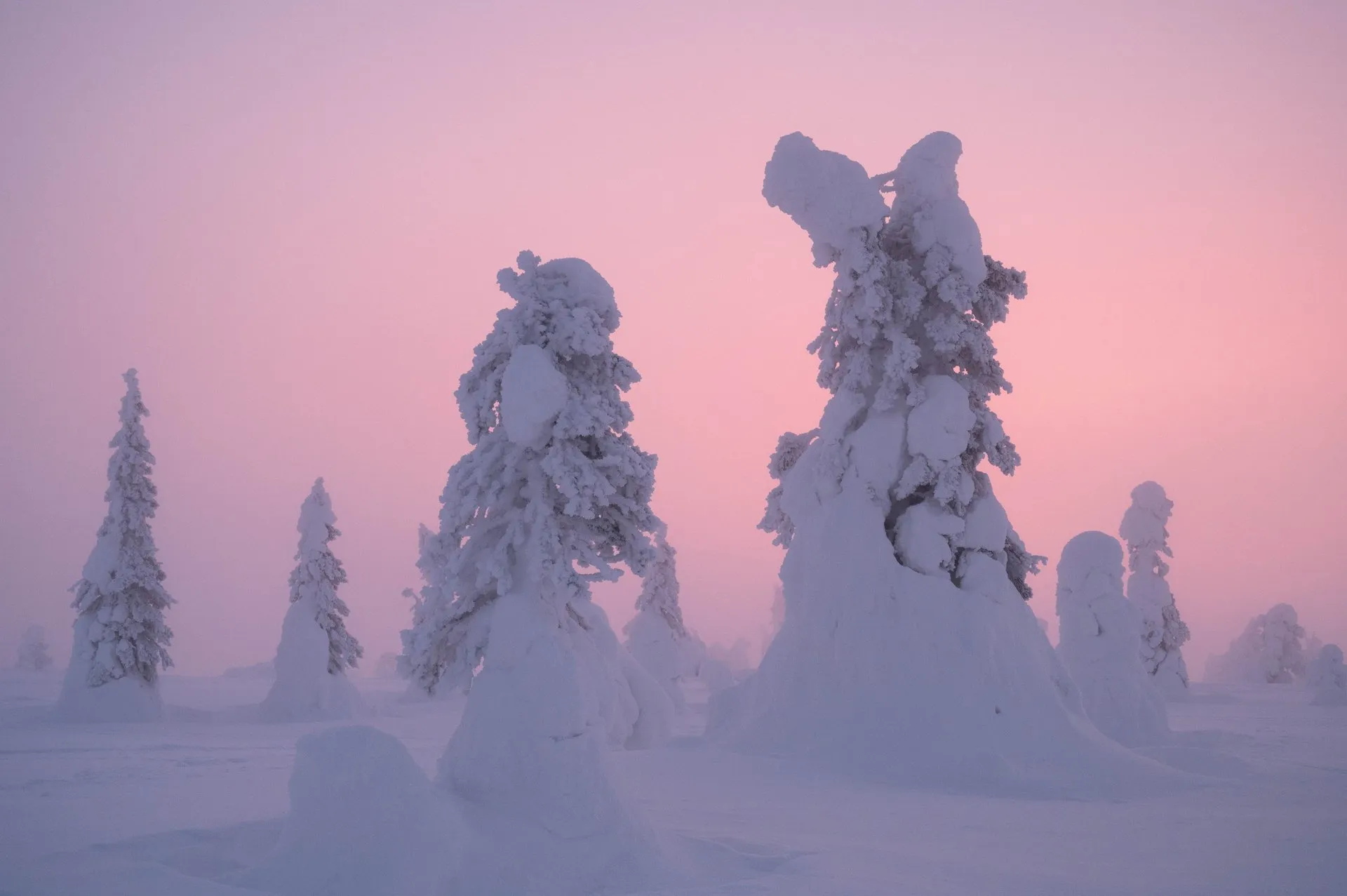 Rosa Dämmerung über den tief verschneiten Bäumen im Riisitunturi Nationalpark