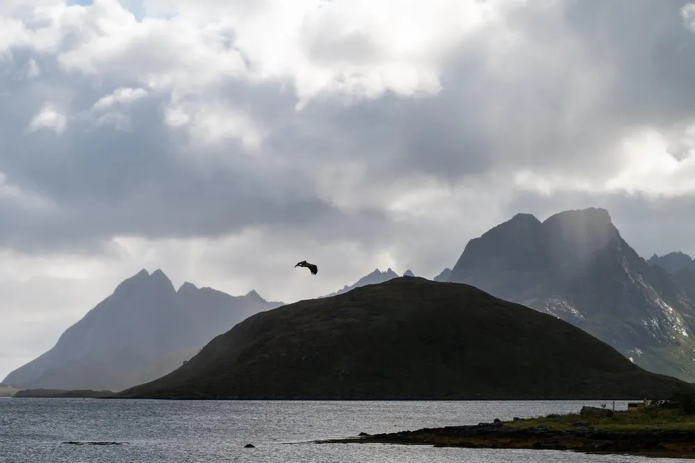 Ein Seeadler als dunkle Silhouette über einem Hügel, dahinter Berge und Sonnenstrahlen durch die Wolken