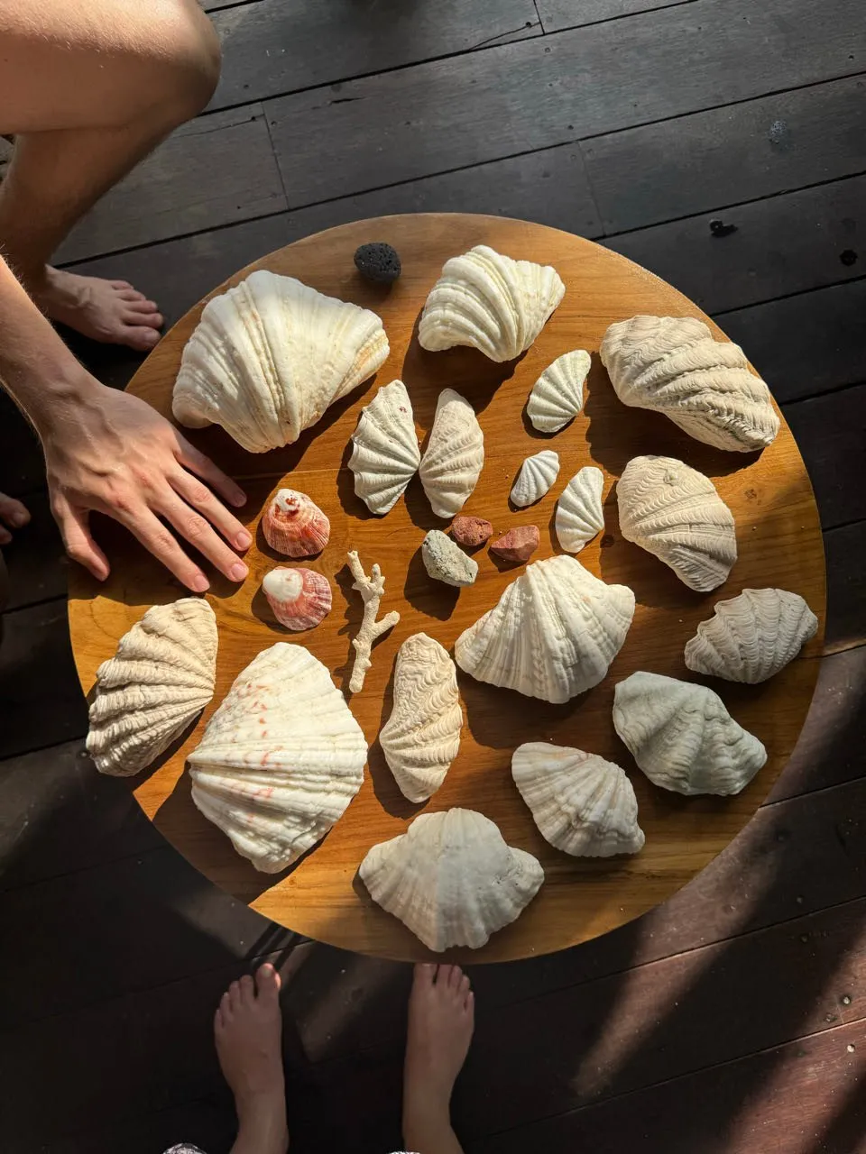 Large white shells, two small pink snail shells and a branched white piece on a round wooden table