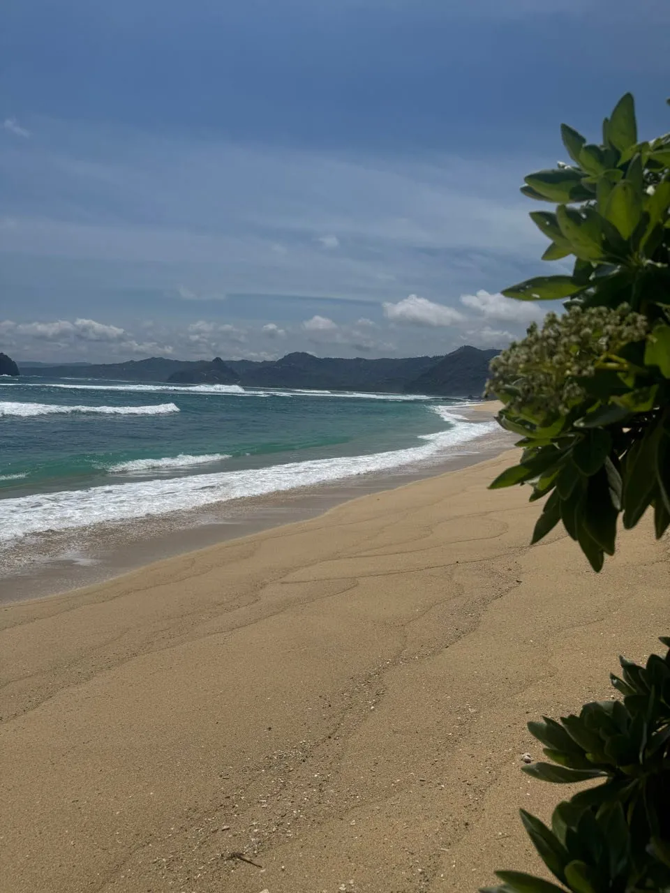 Waves running out on the sandy beach, in the distance dark headlands under clouds, leaves in the foreground on the right