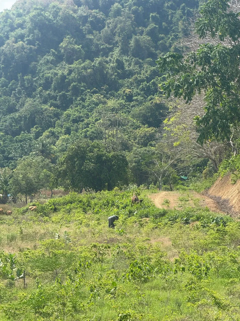 Braune Tiere und eine gebückte Person auf einer Wiese unterhalb eines dicht bewaldeten Hangs