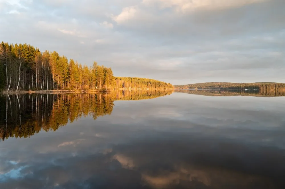 Kiefernwald im goldenen Abendlicht, der sich im stillen See spiegelt