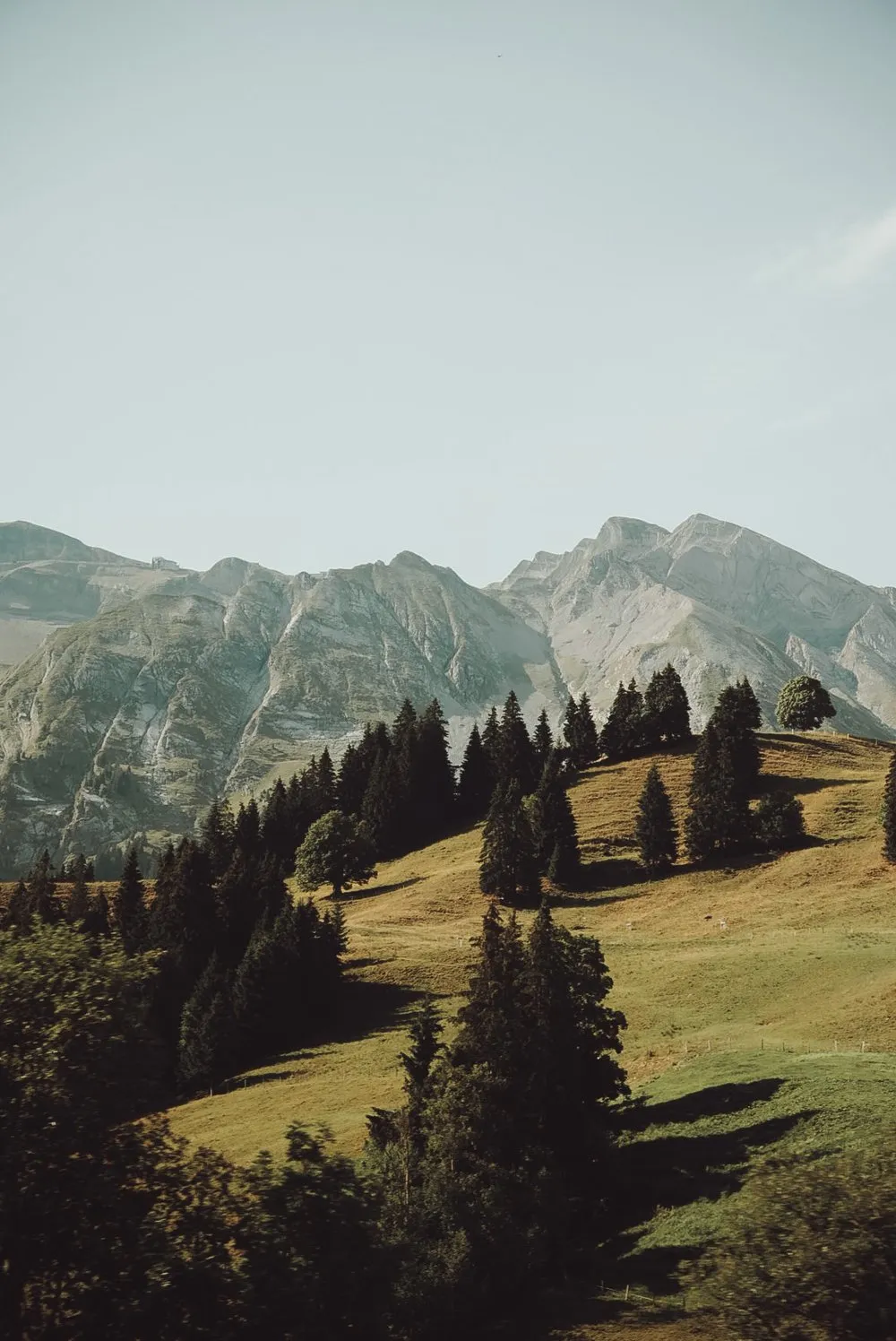 Weiden mit einzelnen Tannen über Sörenberg, dahinter die Gipfel im Morgendunst