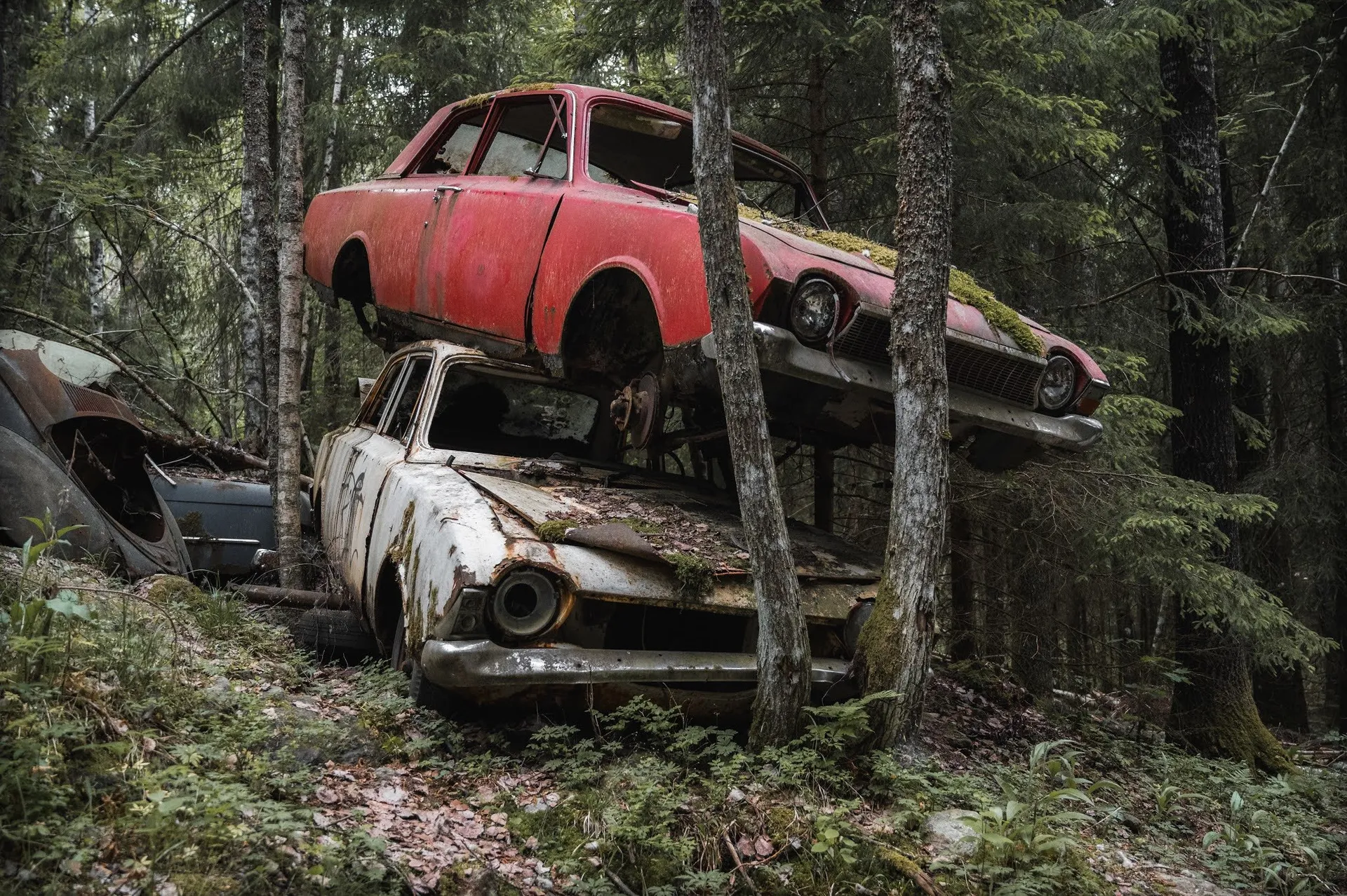 At the Båstnäs car cemetery a red wreck lies on top of a light-coloured one, with tree trunks and coniferous forest in between