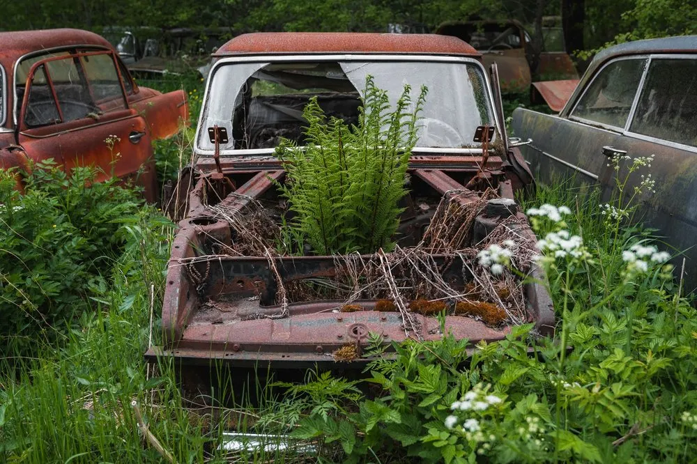Aus dem offenen Vorderteil eines Wracks wächst ein Farn, dahinter stehen weitere Autos im hohen Gras