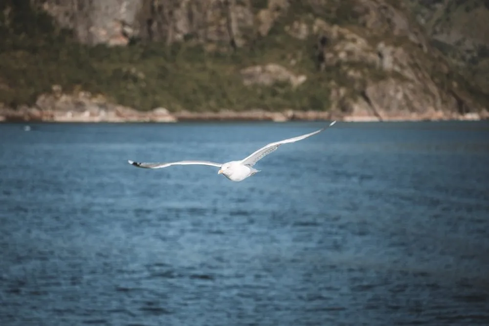 Svolvær - Senja. Bild 20