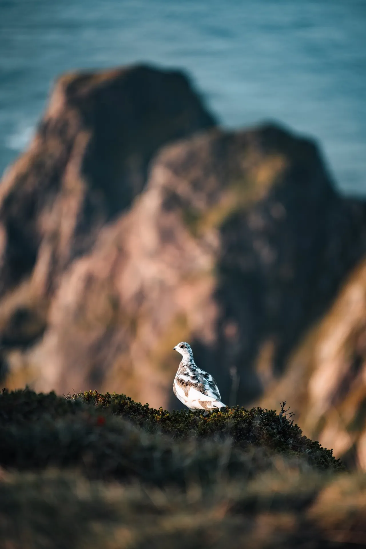 A ptarmigan with a white belly sits in the grass on Måtind, the rocks blurred behind it