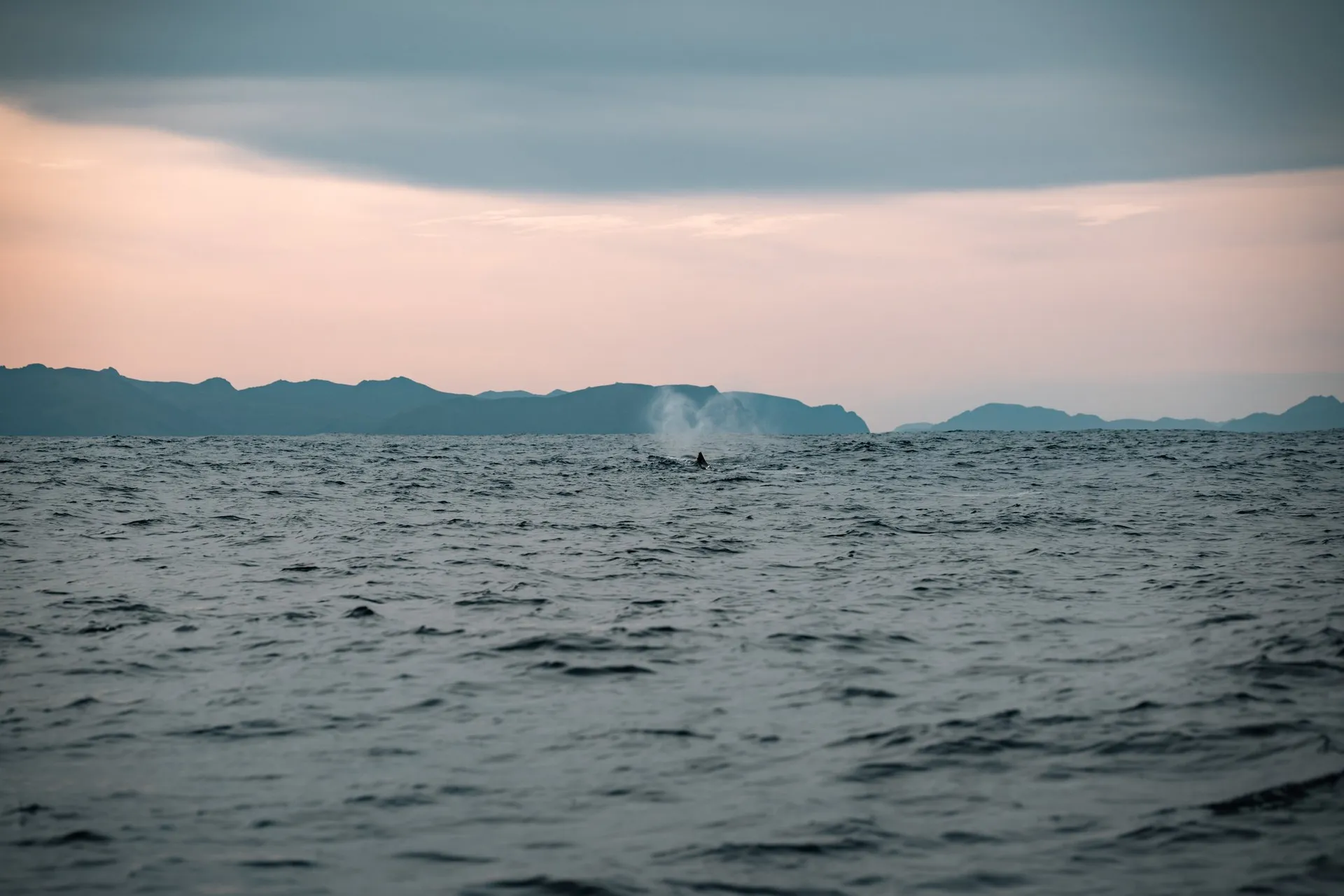 The blow of a sperm whale rises as a white cloud above the sea off Andenes, the mountains of Andøya behind