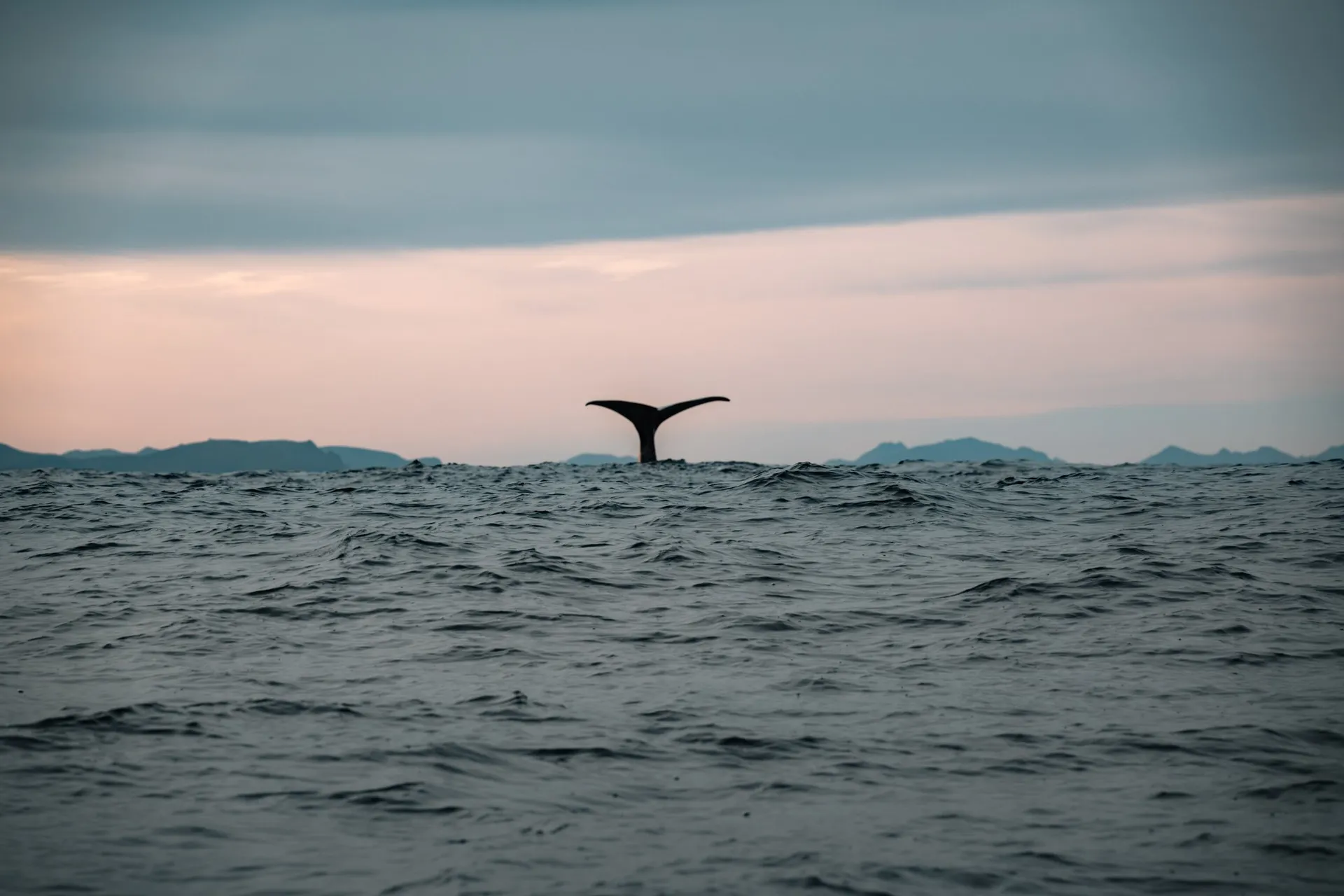 The tail fluke of a diving sperm whale rises from the sea off Andenes, behind it a pink strip of sky above the mountains