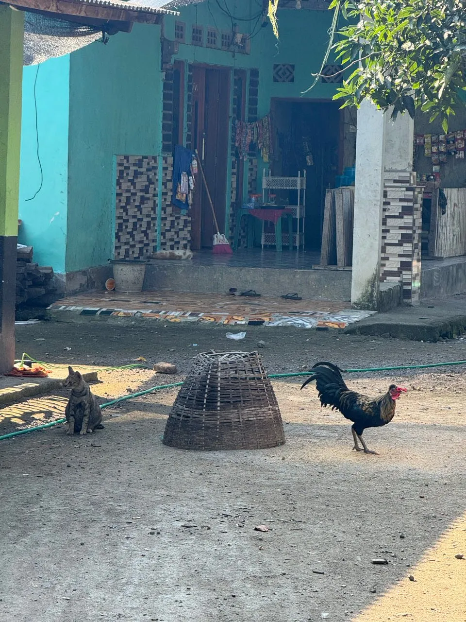 Ein schwarzer Hahn und eine grau getigerte Katze auf einem Hof vor einem türkisfarbenen Haus, dazwischen ein umgestülpter Flechtkorb
