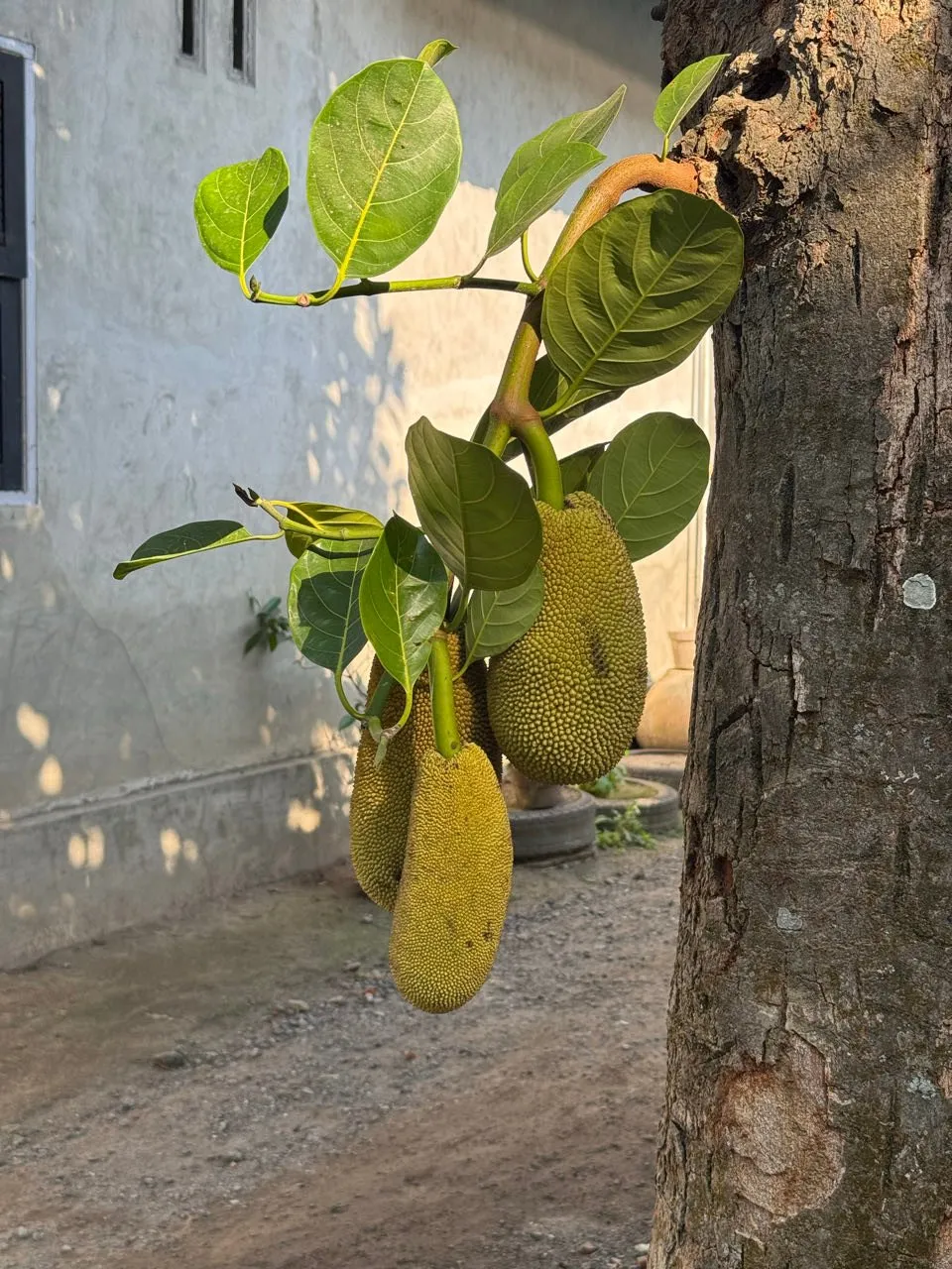Spiky green jackfruits hang on a branch next to the trunk, a grey house wall behind them