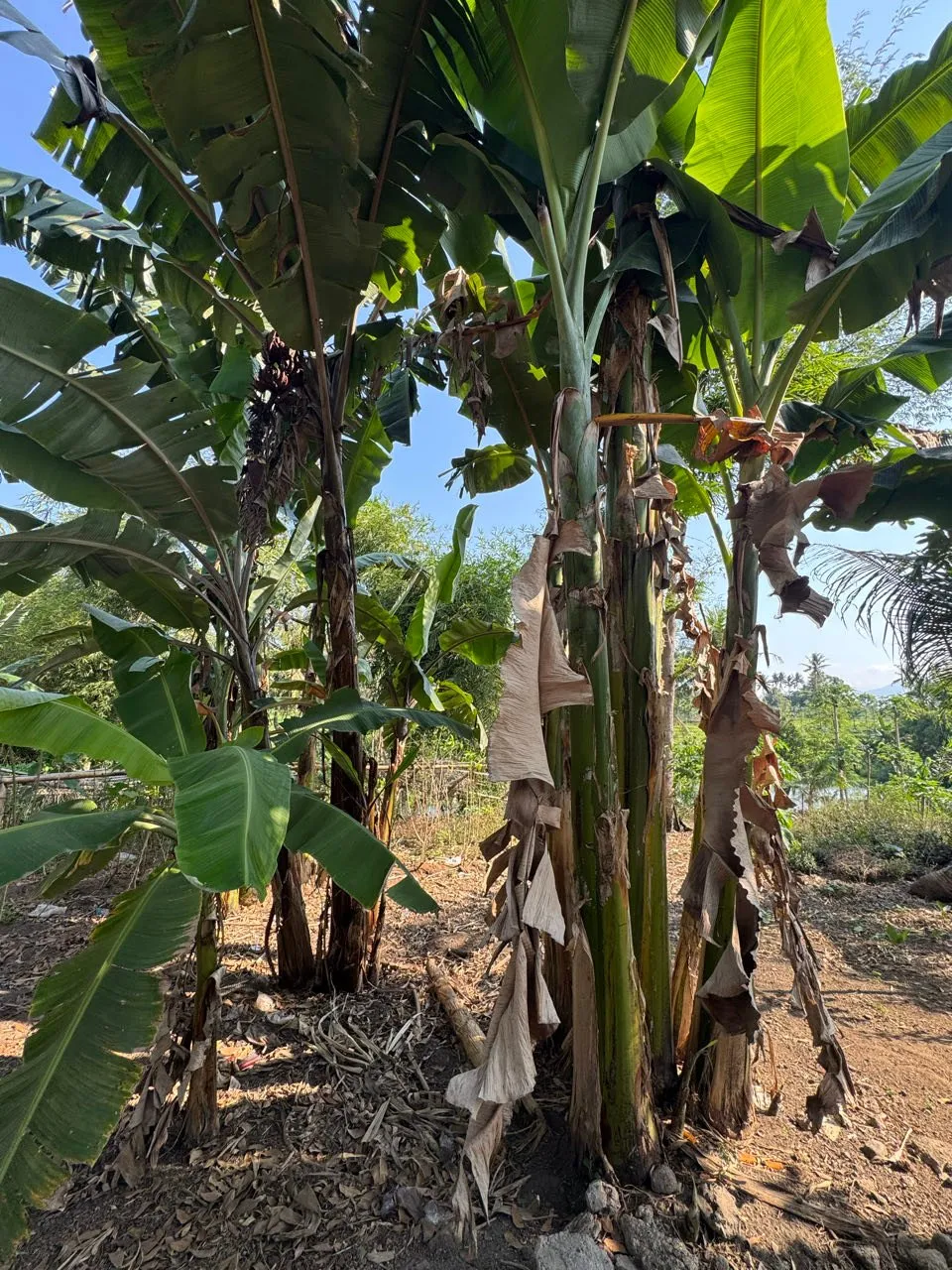 Banana plants with large leaves and dry brown remains of leaves on the trunks on sandy ground