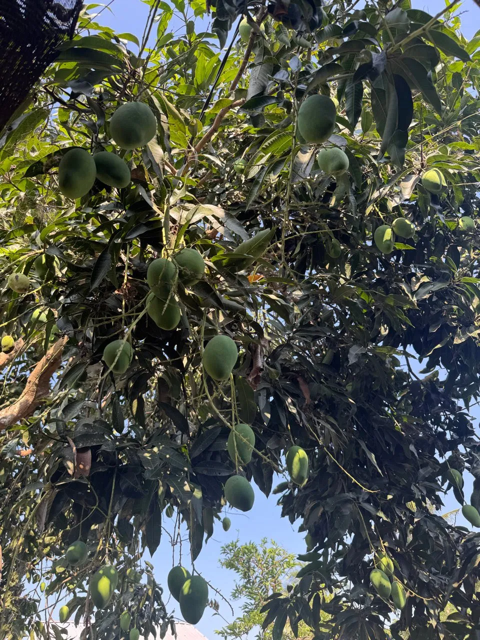 A mango tree full of green mangoes against a blue sky, seen from below